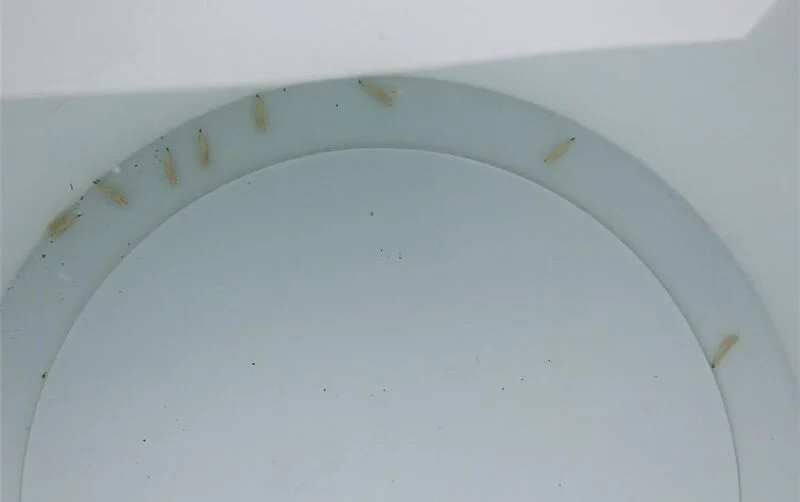 Small worm-like larvae visible inside a white water container
